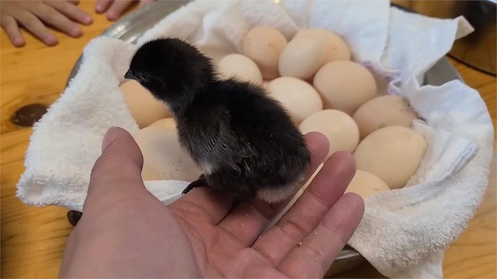 市場缺蛋！宜蘭民宿出妙招　平日入住送20顆蛋或藍寶堅尼雞