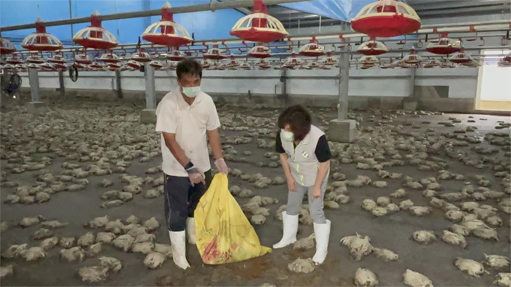 快新聞／台南大量牲畜遇水患淹死！賴惠員籲請國軍協助清理　軍方回應了