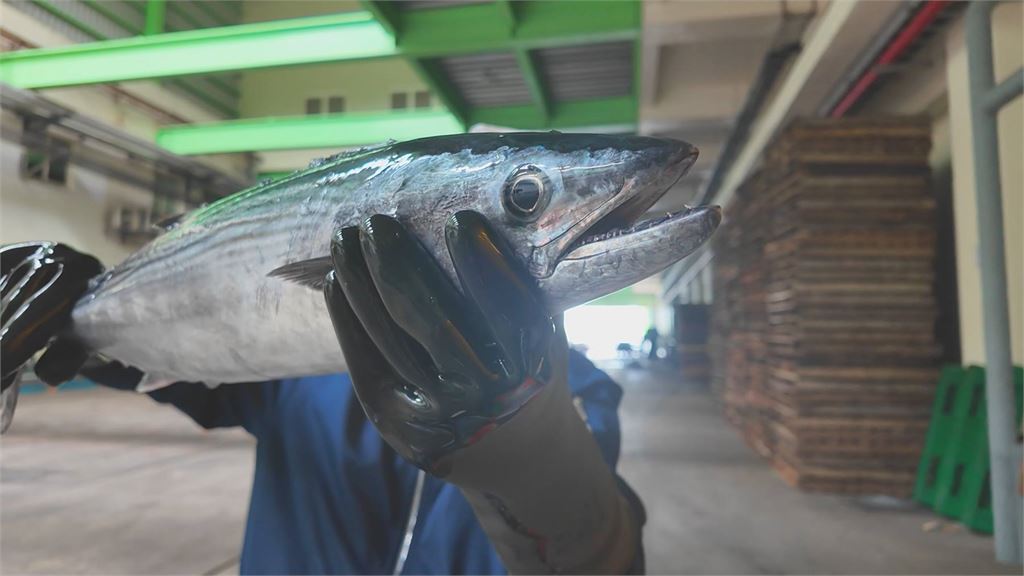 獨家／鯖魚這塊肉常被挑掉！漁家網紅猩弟揭「巧克力肉」美味關鍵