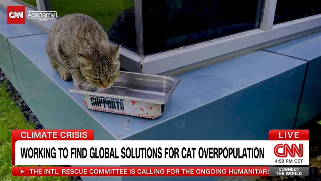 貓咪天氣越熱生越多　動保人士呼籲氣候峰會關注動物議題
