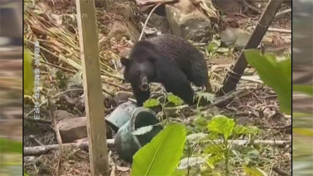阿里山區「黑熊26天9度入侵」　部落設誘捕籠　疑落網！