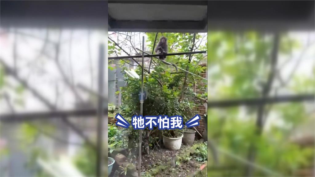 新北瑞芳獼猴傷人頻傳! "1大1小"2個月害3名長者掛彩