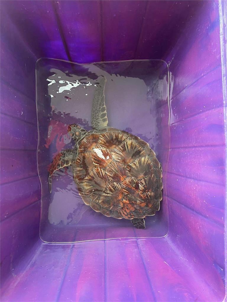 快新聞/宜蘭粉鳥林「漁船誤捕海龜」 海巡協助野放護海洋