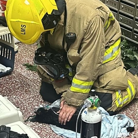 快新聞/宏福苑大火寵物救援受矚目 逾百隻寵物脫困