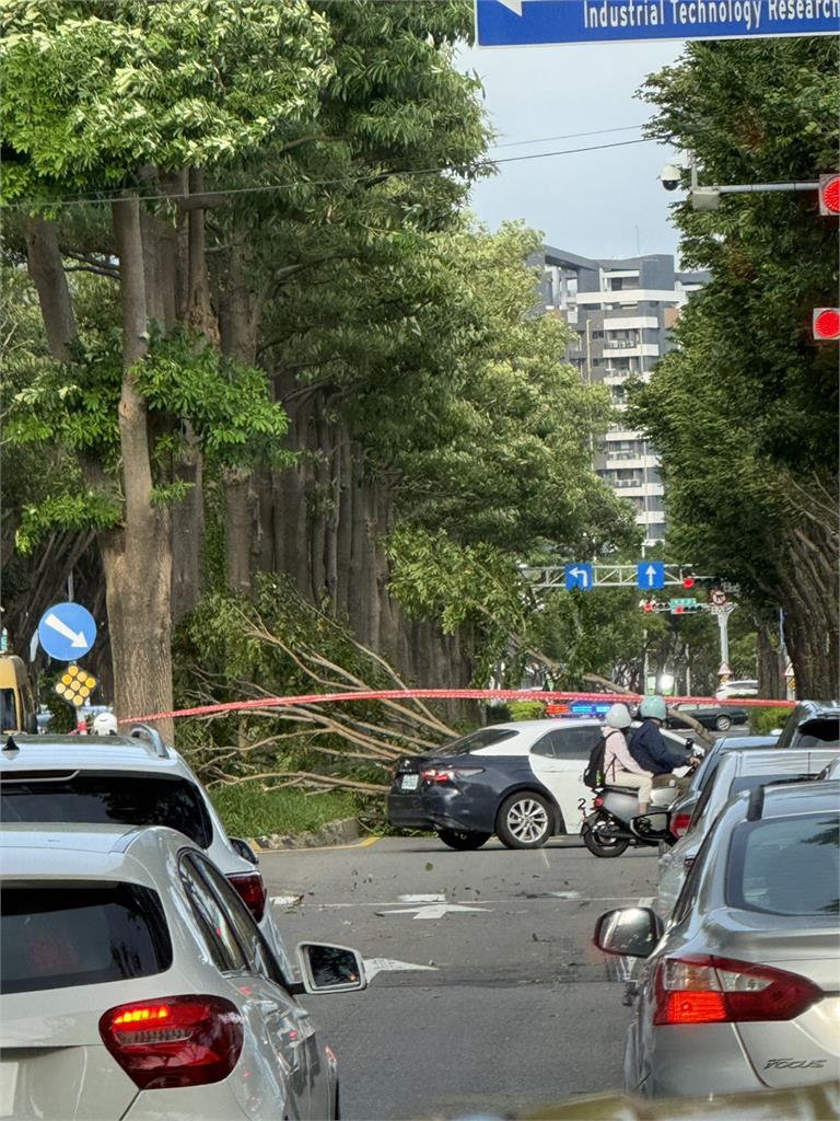 快新聞/「鳳凰」未至強風先來!新竹路樹被吹倒 民眾拍下倒樹橫陳畫面