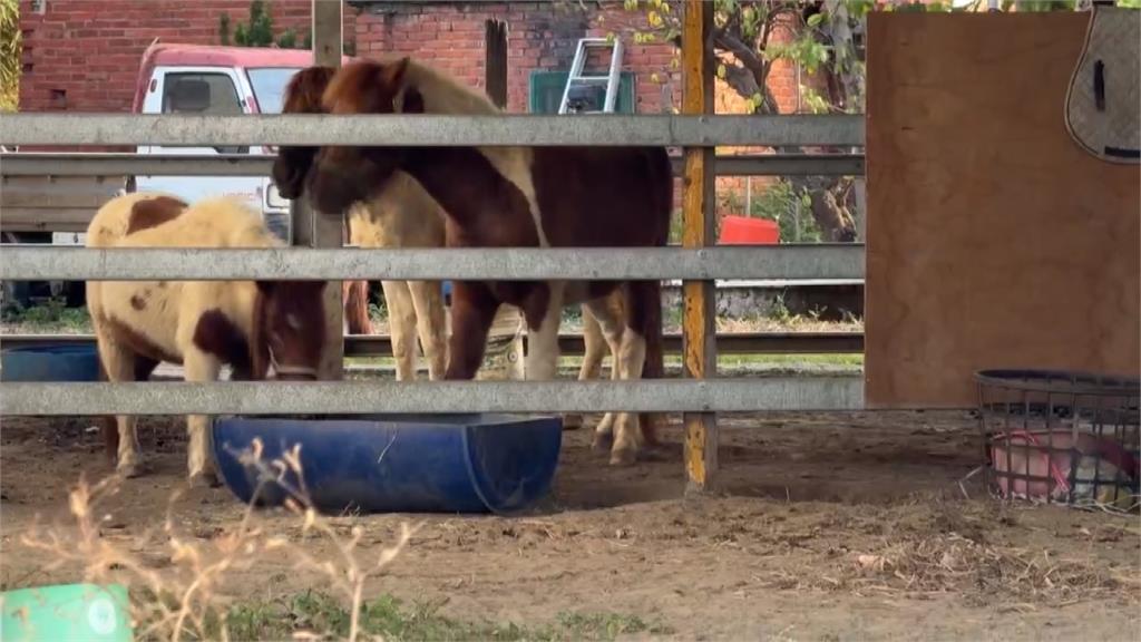 嚇! 西濱快速道路"馬兒狂奔" 轎車閃避不及迎面撞亡