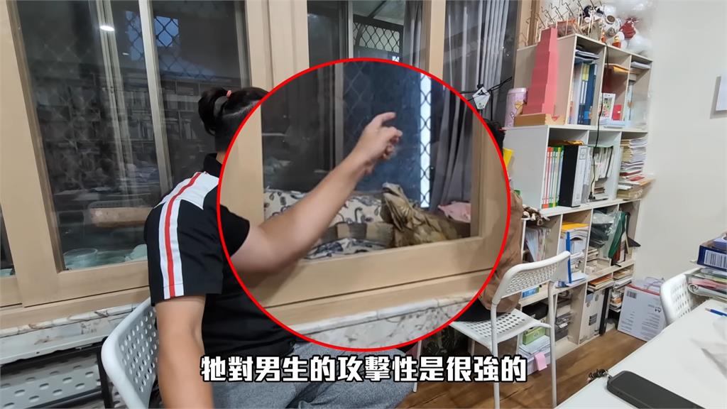 綠鬣蜥發情超危險?伸手指牠「狂撞玻璃」想咬 達人嘆:最煎熬的時刻