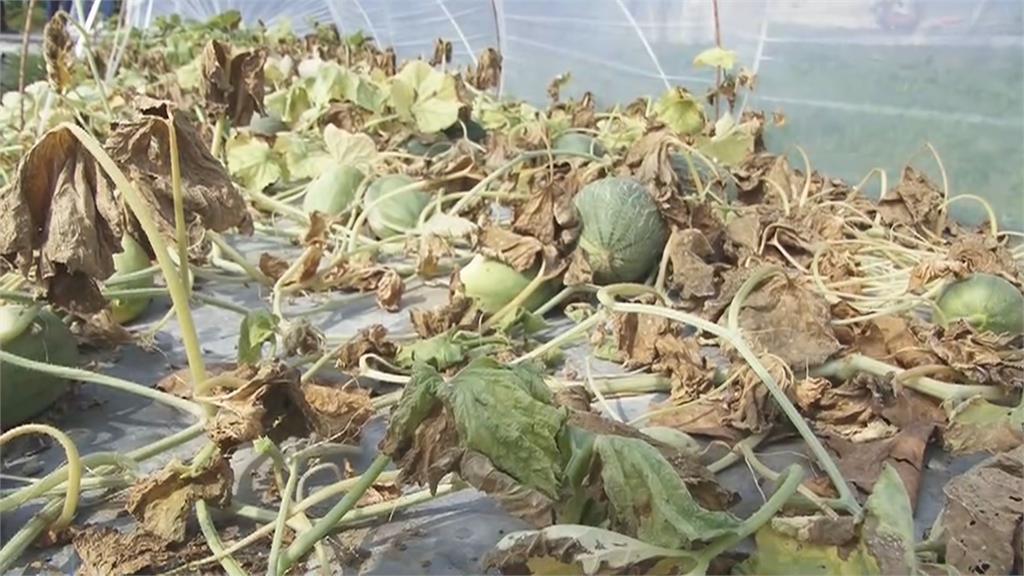 氣候、空氣污染！沒成熟就枯死　北門區洋香瓜災損逾七成