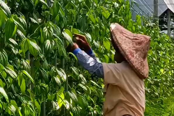 包檳榔「荖葉」華麗轉身! 蒸餾成純露製成手工皂、面膜等開發商機