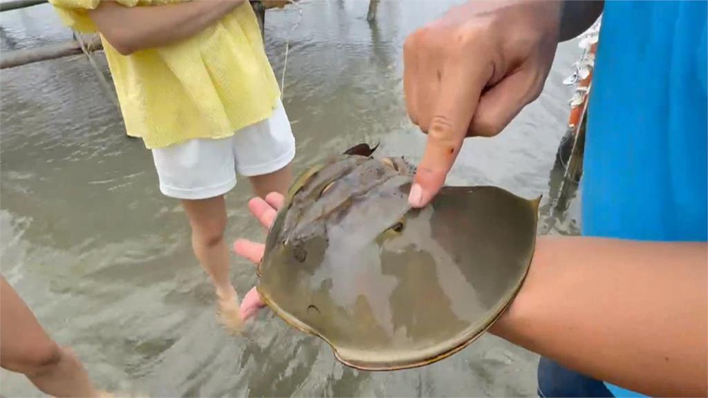 嘉義「蛋糕沙灘」沙質鬆軟　海廢裝置藝術成打卡景點