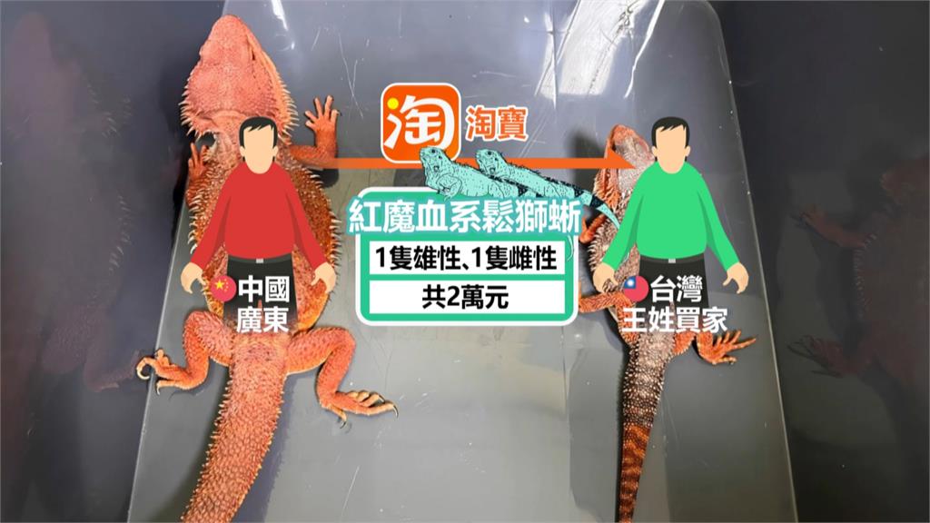 超商包裹竟跳出「鬆獅蜥」 中國賣家以「玩具」名義偷渡