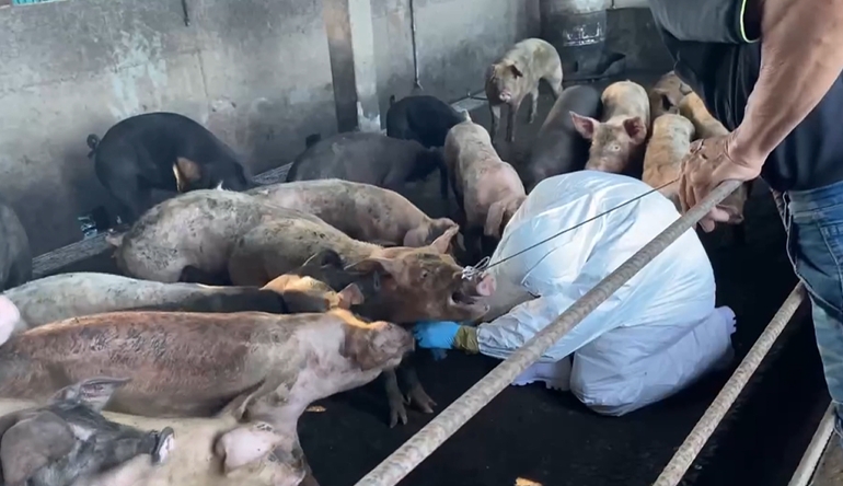 梧棲豬農電詢藥商診治? 檢方要查有無延誤通報