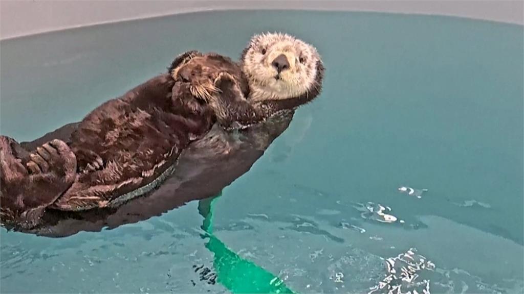 美加州每年逾10隻小海獺擱淺　水族館安排「養母」照顧