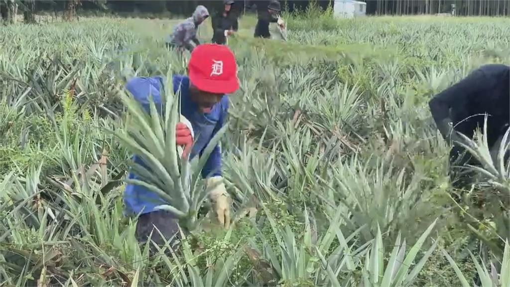 728豪雨屏東農損近億元居冠　鳳梨和香蕉最嚴重