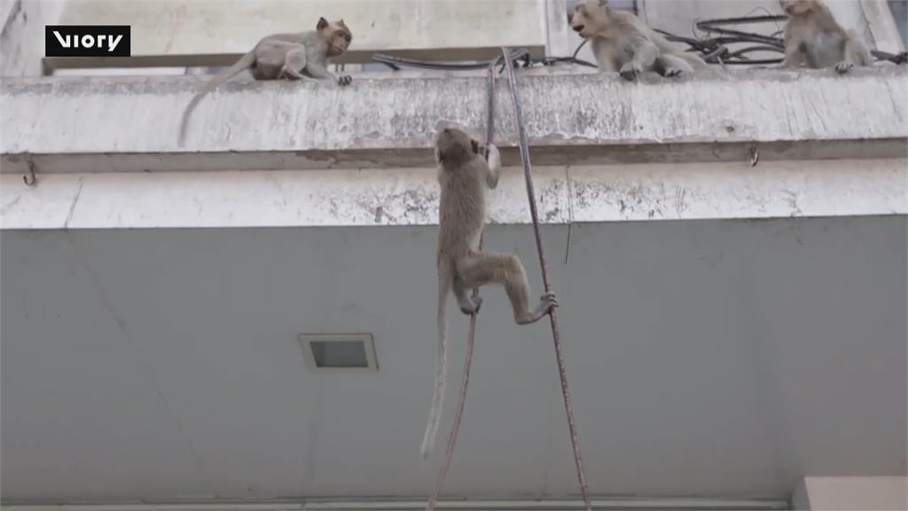 泰國潑猴太猖狂! 搶食攻擊遊客 當局出手「造冊列管」