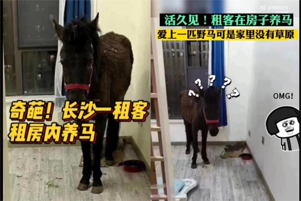 房東同意租客養寵物!開門驚見「一匹馬」愣了…慘況曝光網笑翻