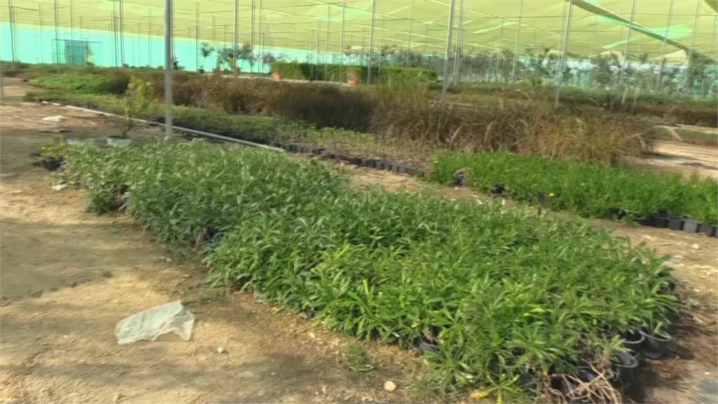 卡達世足賽自種草皮和樹 研發技術不仰賴進口