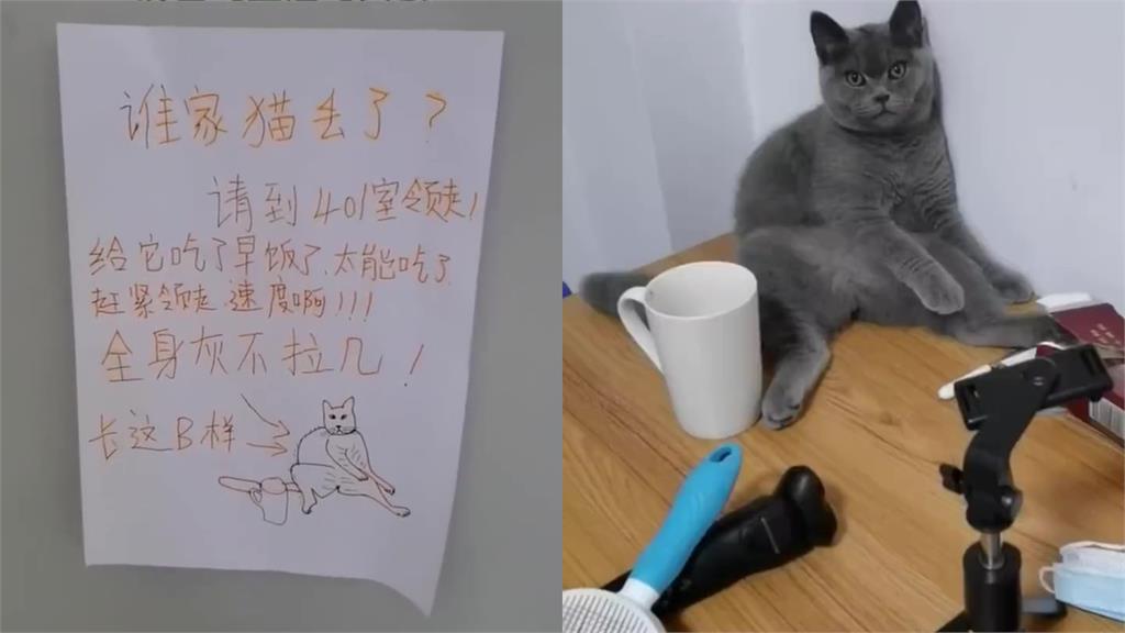 靈魂繪手...走失貓「簡陋插圖」超困惑 本尊現身全笑翻:一毛一樣