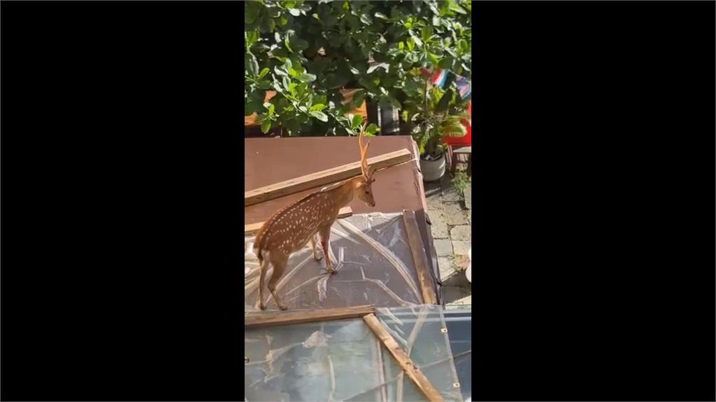 墾丁有梅花鹿呆萌站在屋頂上? 原因曝光!因為這件事「鹿急跳屋頂」