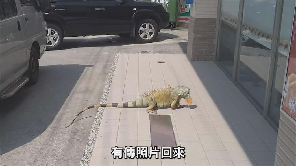 167公分綠鬣蜥趴超商外做日光浴！達人抓捕後驚喊：在台南抓過最大的