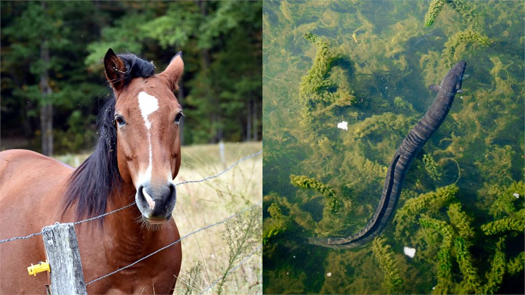 厭女網紅遭爆持「人獸激戰片」！受害者竟有「馬、鰻魚」…未成年少女也遭殃