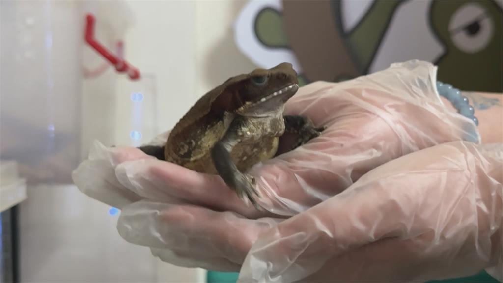 養青蛙年營收3千萬 台灣最大觀賞蛙品牌擠下美國龍頭
