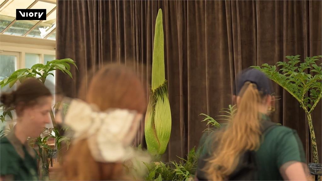 瀕危「屍花」睽違15年將盛開 雪梨植物園湧人潮