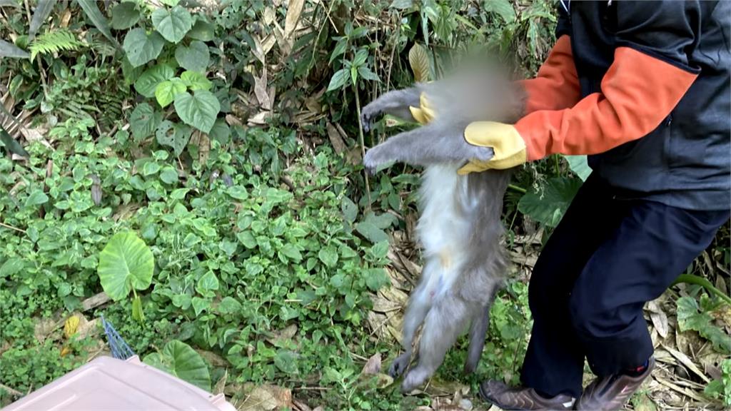 雲林潑猴偷吃供品還攻擊信徒 出動麻醉槍捕猴裝箱野放回山林