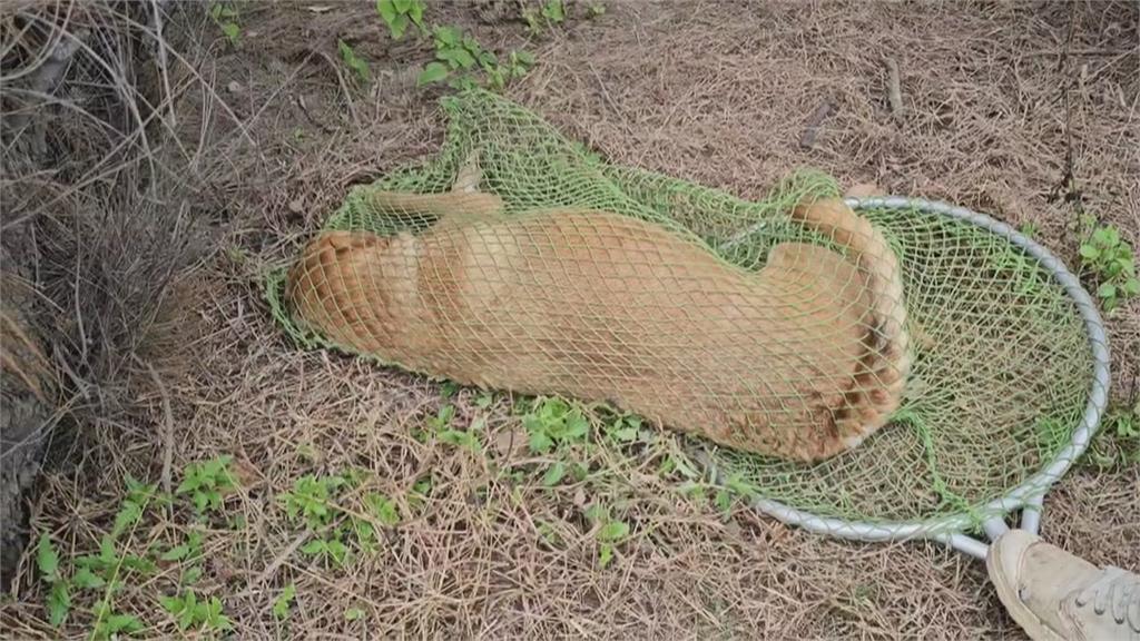 流浪犬攻擊馬匹釀3死2傷! 動保處遭愛狗人士阻攔