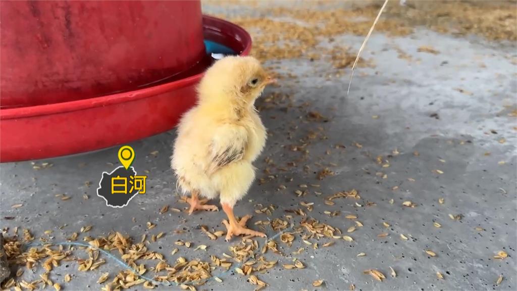 3萬雞隻幾乎全軍覆沒　台南白河養雞場百萬心血全毀　業者無奈