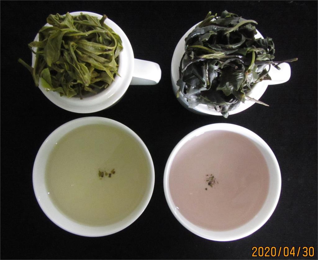 茶改場「臺茶25號」紫豔登場　兼具茶飲及景觀市場
