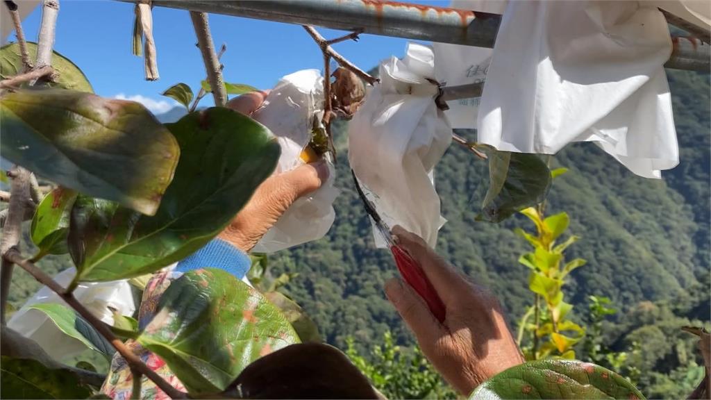 南投馬烈霸部落台灣獼猴肆虐　柿子園遭破壞損失近百萬
