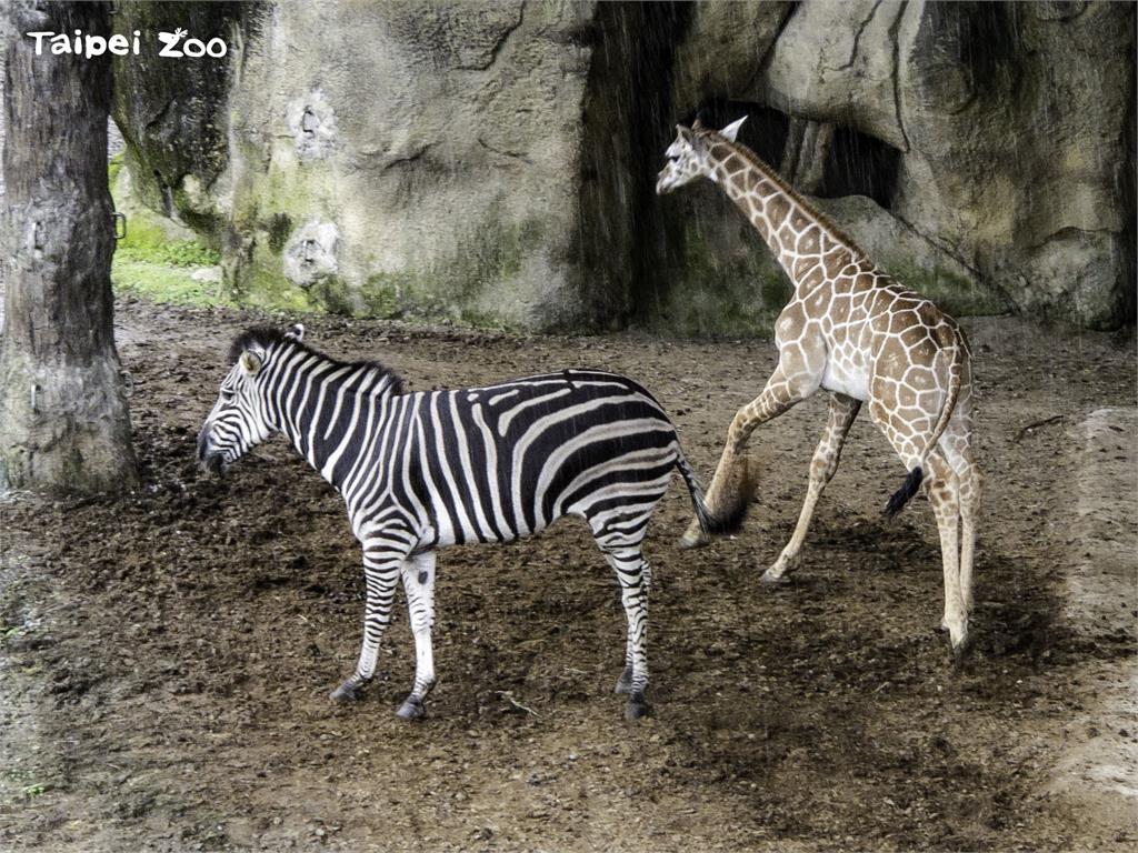 超萌！動物園長頸鹿寶寶見客初體驗　與斑馬室友嬉戲打鬧