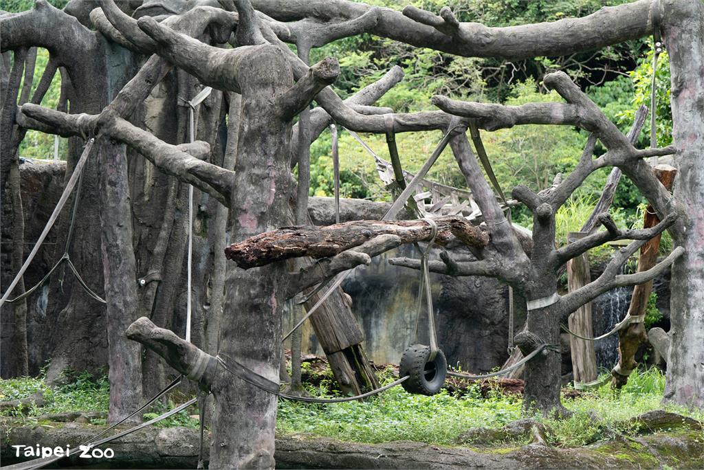 宜蘭漂流木打撈再利用! 變身動物園水獺樹穴、熊貓爬架