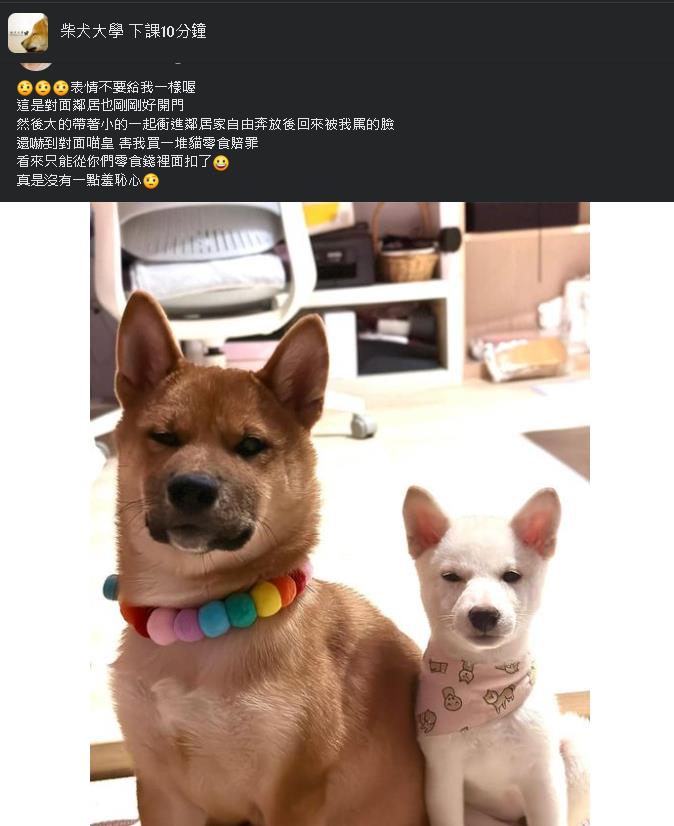 2柴犬大鬧鄰居挨罵!竟露不耐表情「複製貼上」:唸完沒?