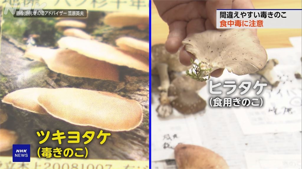 日本秋季松茸豐收30倍　「毒菇增加」頻傳誤食中毒