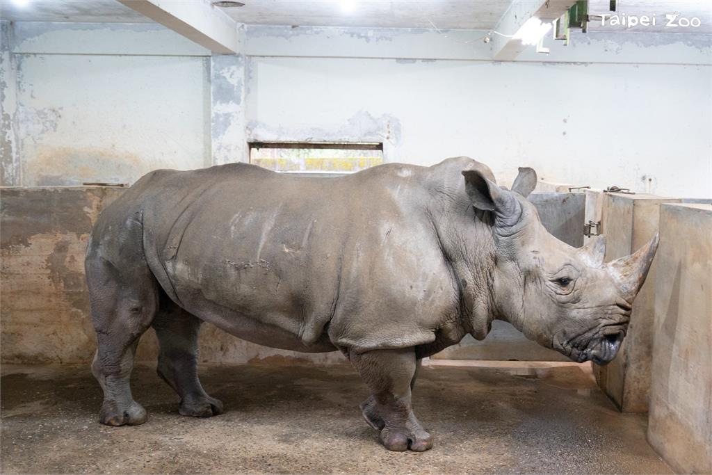 快新聞／週日祖父母節！　台北動物園邀祖孫「共遊漫步」集章認識老齡動物