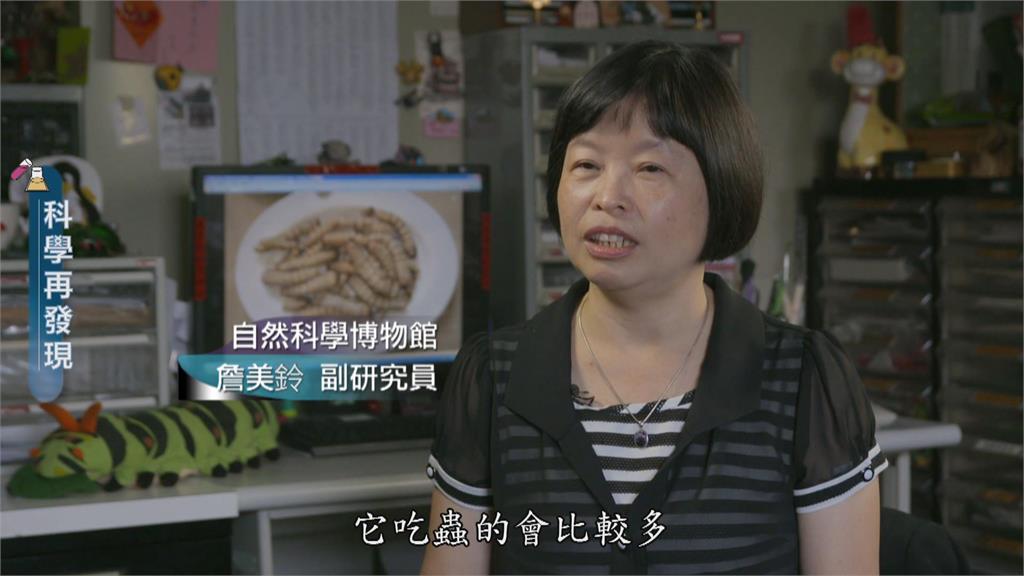 昆蟲運用上百種　蟲蟲大餐高營養？