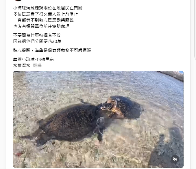 小琉球遇「海龜釘孤枝」不敢勸架 目擊民眾:怕被罰60萬