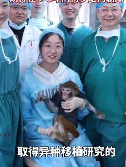 「獼猴體內換上豬腎」活一年！中國異種器官移植畫面外流…醫生喊：人體移植倒數