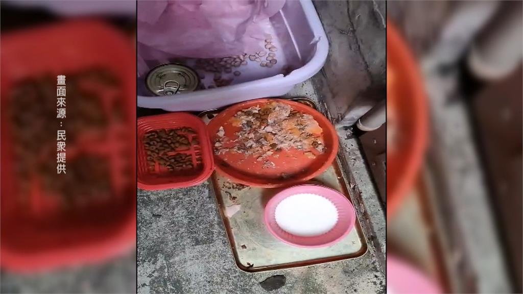 當街「搶寵物」?各說各話 飼主控「鄰居亂抱貓」