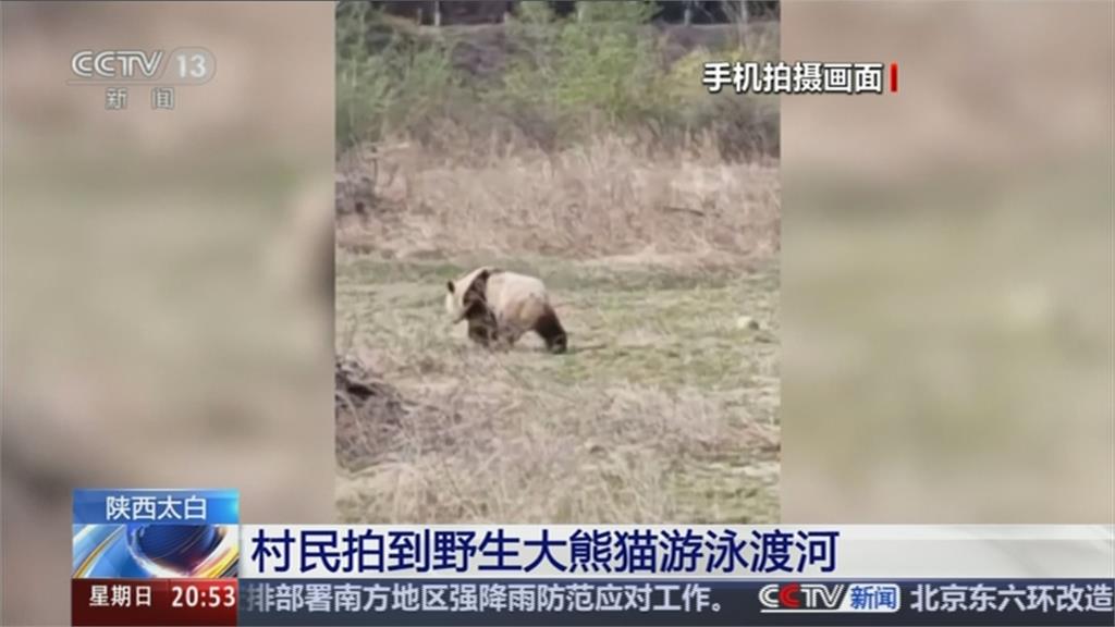 野生貓熊竟是游泳健將! 民眾拍到小溪玩水