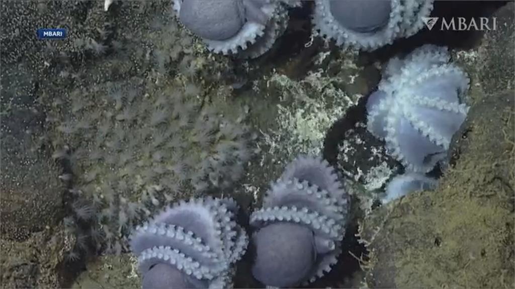 新發現！　美加州外海驚見「全球最大章魚花園」