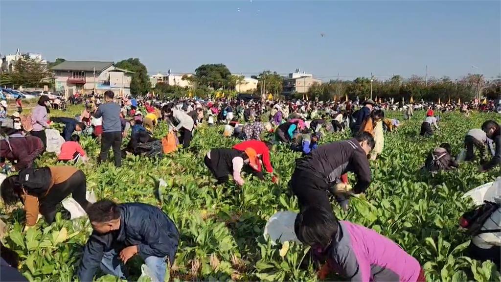 台中發送高麗菜吸引千人排隊　彰化推拔蘿蔔體驗