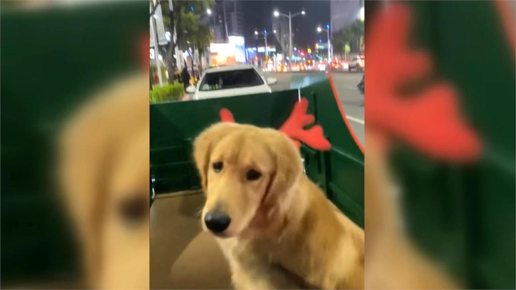 耶誕限定! 多車掛閃亮燈飾遊行 載萌犬扮麋鹿遊街