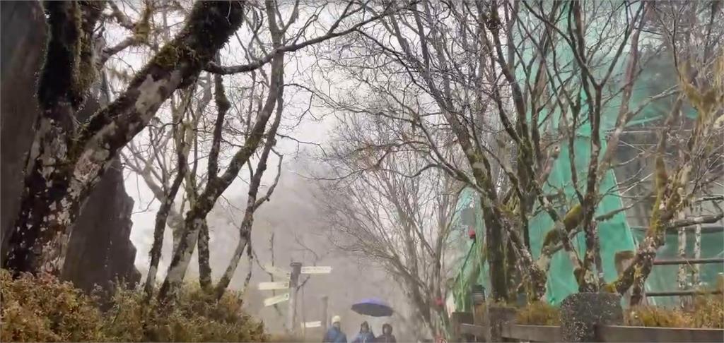 太平山「霧淞美景」造銀白仙境!下探0度滿「這2條件」有望飄浪漫白雪
