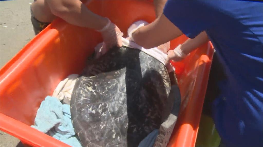 漁民流刺網誤捕生病綠蠵龜　3年後重返大海懷抱