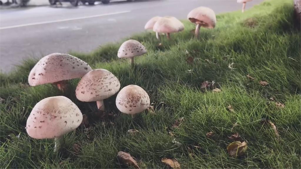 連日大雨！高雄分隔島「長出菌菇」　有毒「綠褶菇」憂誤食中毒派員清除