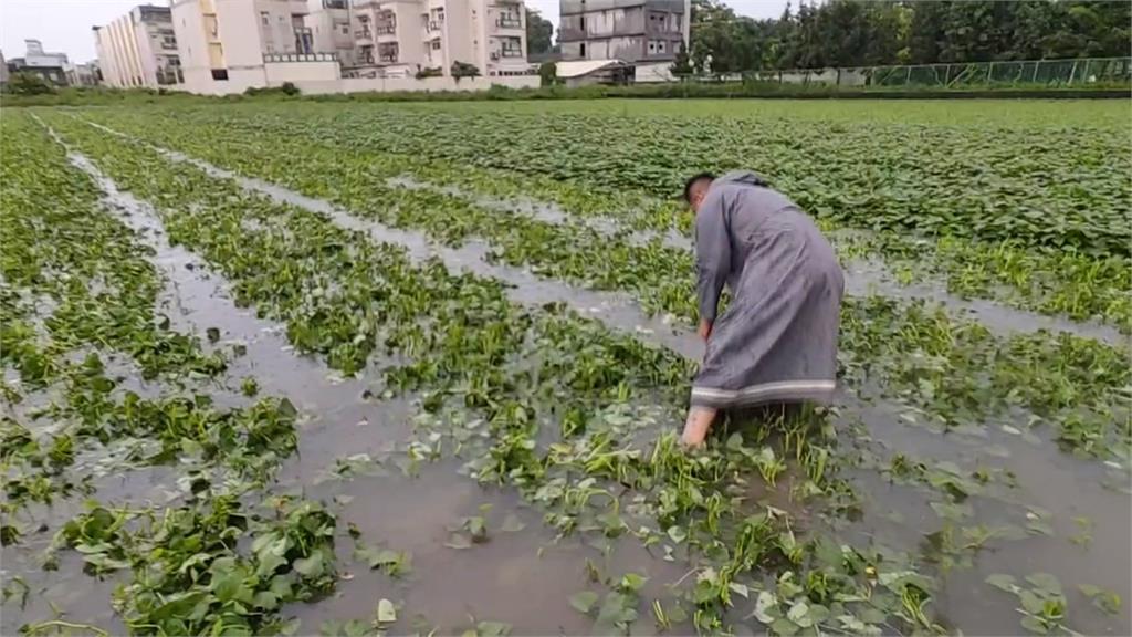 雲林西螺大雨狂炸！　菜車涉水通過　地瓜葉慘泡水