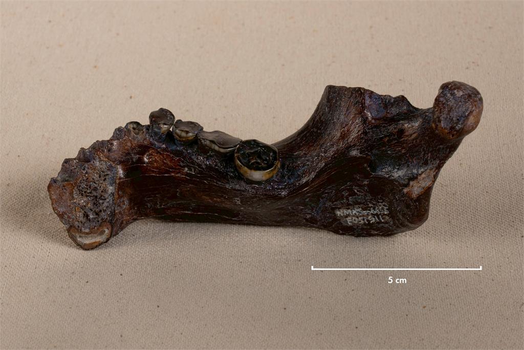 跨海古DNA技術加持！ 諾貝爾獎得主Pääbo親訪科博館 解密「丹尼索瓦人」化石